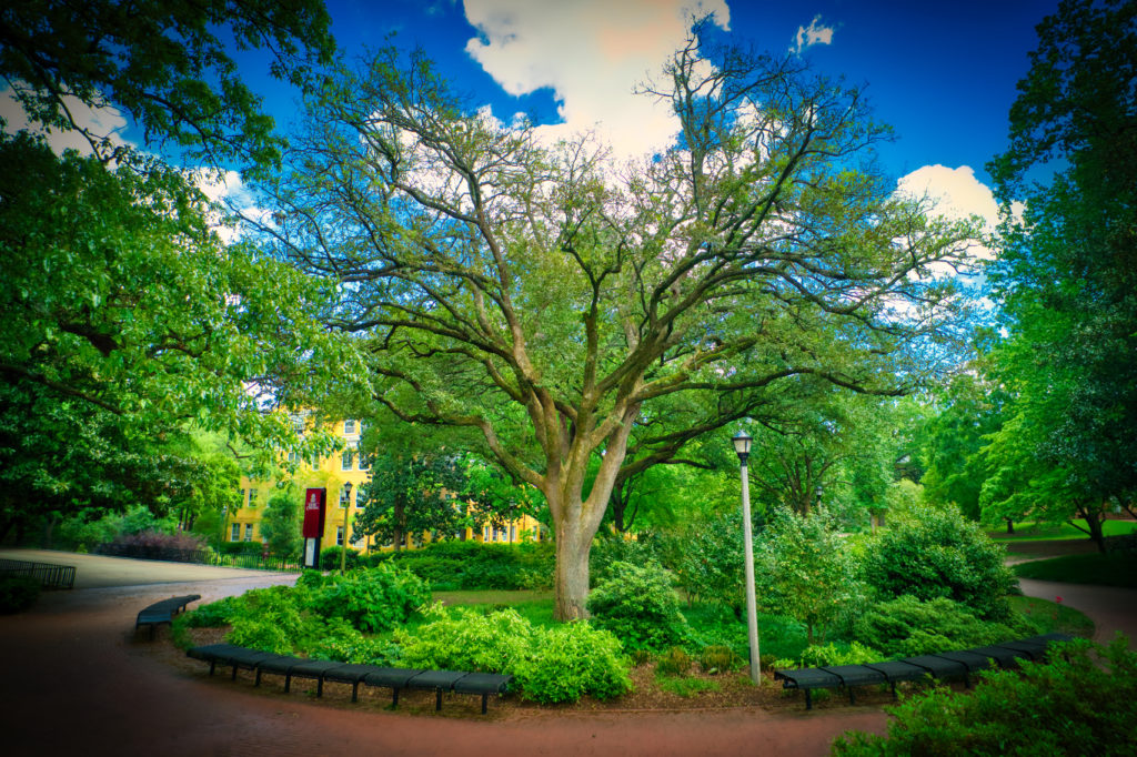 Dramatic tree image taken by Eye In The Sky Drone Services